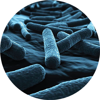 Escherichia.coli